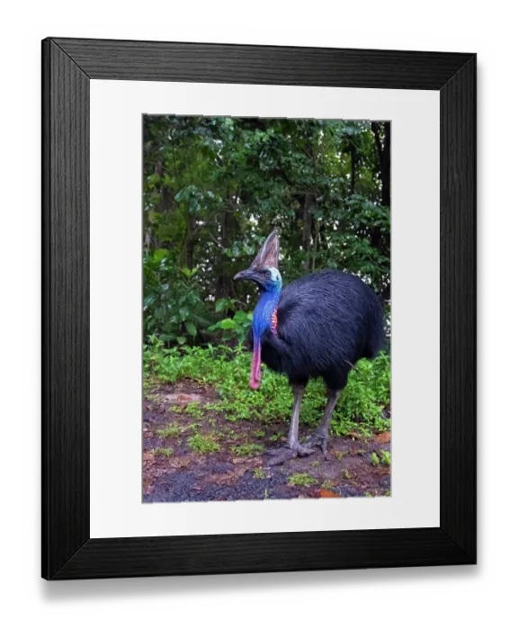 Framed Print : Southern cassowary (Casuarius casuarius) portrait, Etty Bay, tropical lowland rainforest, Queensland, Australia