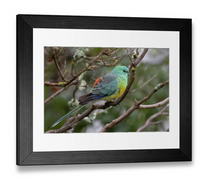 Framed Print : Red-rumped parrot (Psephotus haematonotus) perched on branch, Warwick, Queensland, Australia Framed Print : Red-rumped parrot (Psephotus haematonotus) perched on branch, Warwick, Queensland, Australia