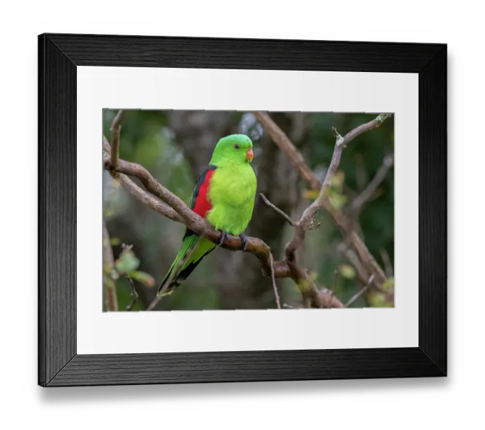 Framed Print : Red-winged parrot (Aprosmictus erythropterus) perched on branch, Warwick, Queensland, Australia Framed Print : Red-winged parrot (Aprosmictus erythropterus) perched on branch, Warwick, Queensland, Australia