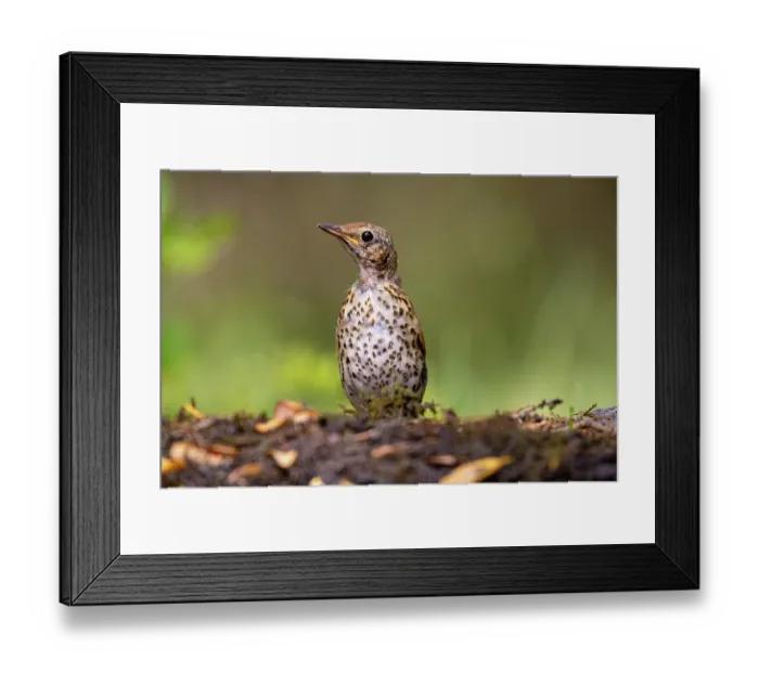 Framed Print : Song thrush (Turdus philomelos) portrait, Hungary. June