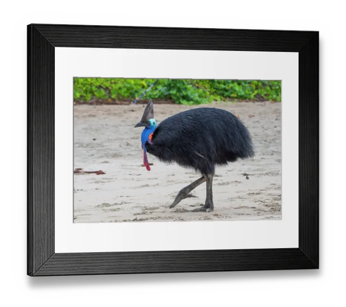 Framed Print : RF - Southern cassowary (Casuarius casuarius) walking along beach, Etty Bay, Queensland, Australia. (This image may be licensed either as rights managed or royalty free.) Framed Print : RF - Southern cassowary (Casuarius casuarius) walking along beach, Etty Bay, Queensland, Australia. (This image may be licensed either as rights managed or royalty free.)
