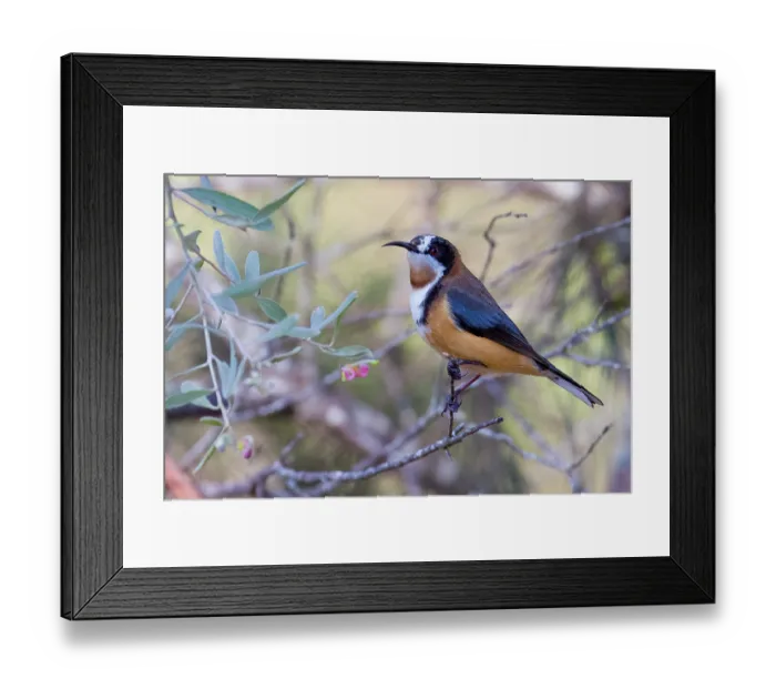 Framed Print : Eastern spinebill (Acanthorhynchus tenuirostris) vising a flowering Grevillea, Bungonia Gorge, New South Wales, Australia Framed Print : Eastern spinebill (Acanthorhynchus tenuirostris) vising a flowering Grevillea, Bungonia Gorge, New South Wales, Australia