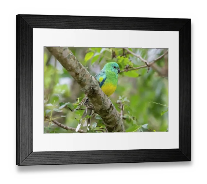 Framed Print : Red-rumped parrot (Psephotus haematonotus) perched on branch, Warwick, Queensland, Australia