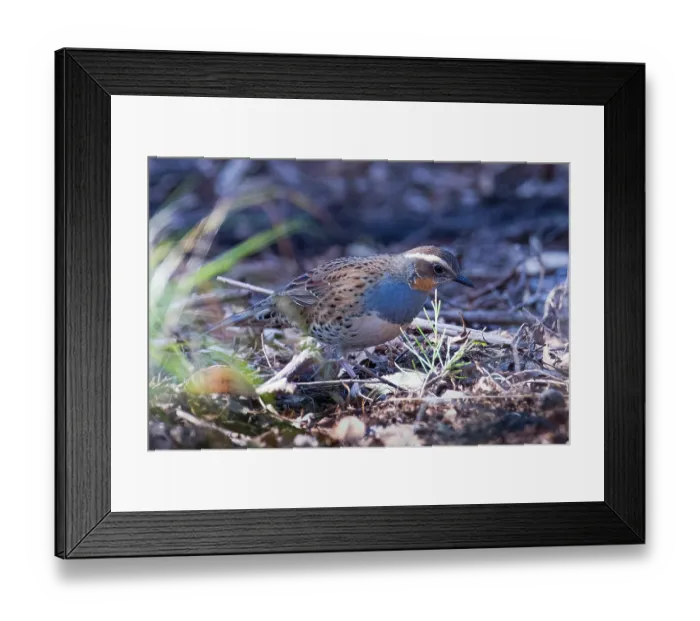Framed Print : Spotted quail thrush (Cinclosoma punctatum) female, foraging in forest leaf litter, Bungonia Gorge, New South Wales, Australia Framed Print : Spotted quail thrush (Cinclosoma punctatum) female, foraging in forest leaf litter, Bungonia Gorge, New South Wales, Australia