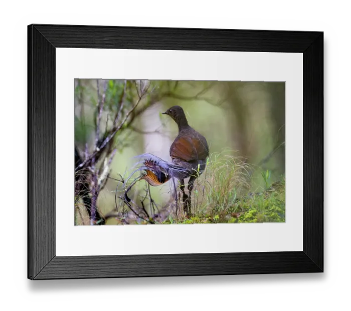 Framed Print : Superb lyrebird (Menura novaehollandiae) male, patrolling his territory, Bungonia Gorge, New South Wales, Australia Framed Print : Superb lyrebird (Menura novaehollandiae) male, patrolling his territory, Bungonia Gorge, New South Wales, Australia