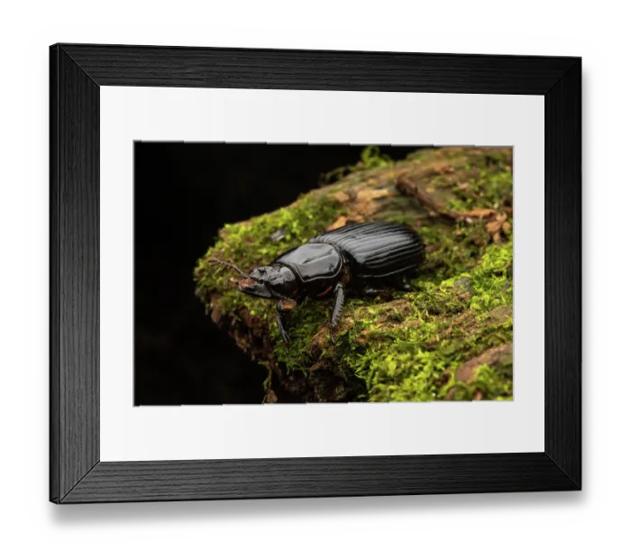 Framed Print : Bess beetle (Pharochilus punctiger) resting on moss-covered log at night, Cunningham's Gap, Queensland Australia Framed Print : Bess beetle (Pharochilus punctiger) resting on moss-covered log at night, Cunningham's Gap, Queensland Australia