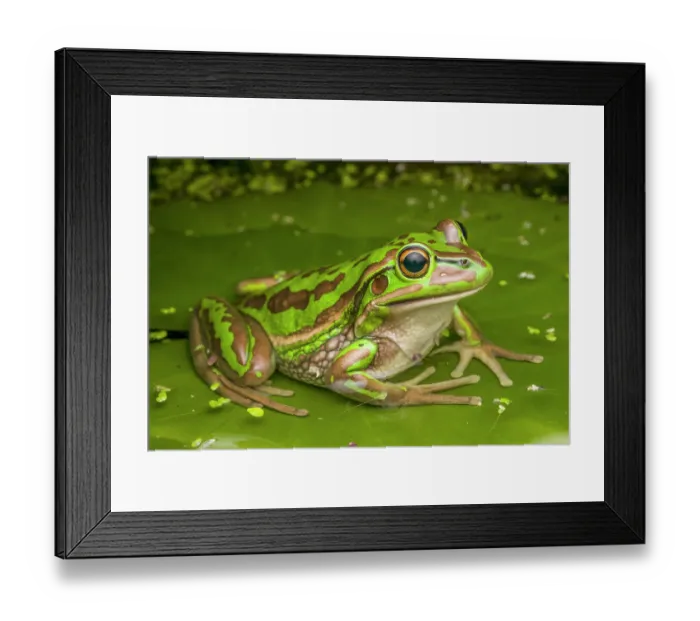 Framed Print : RF - Green and golden bell frog (Litoria aurea) portrait, a large frog with extremely restricted distribution due to Chytrid fungus, Sydney, New South Wales, Australia Framed Print : RF - Green and golden bell frog (Litoria aurea) portrait, a large frog with extremely restricted distribution due to Chytrid fungus, Sydney, New South Wales, Australia