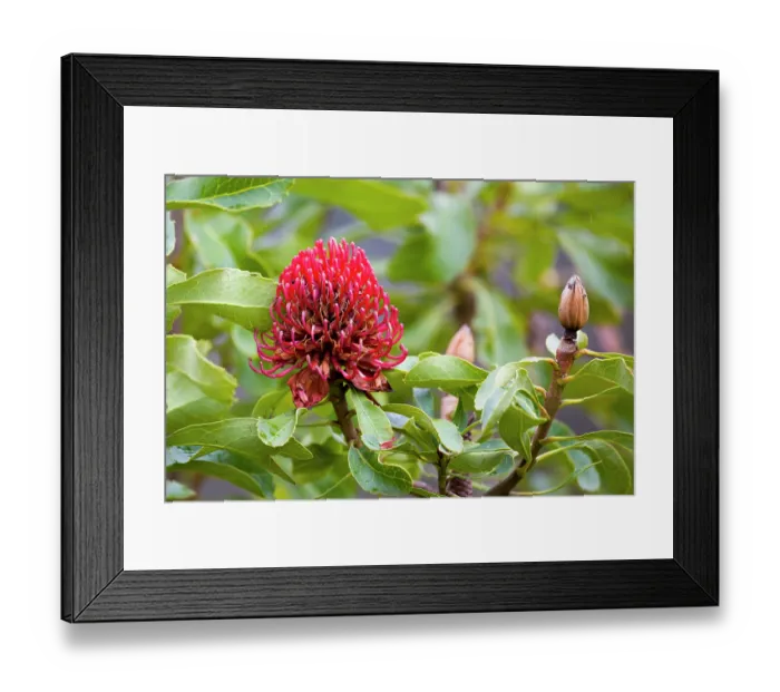 Framed Print : Waratah (Telopea speciosissima) in flower, Jarvis Bay, New South Wales, Australia Framed Print : Waratah (Telopea speciosissima) in flower, Jarvis Bay, New South Wales, Australia