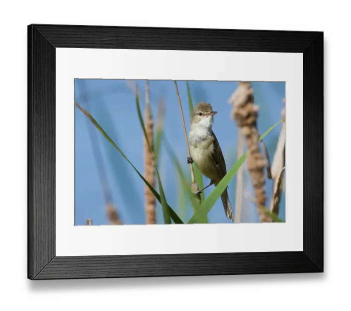 Framed Print : Australian reed warbler (Acrocephalus australis) male, perched among reeds (Typha sp.) at edge of lake, Canberra, ACT, Australia Framed Print : Australian reed warbler (Acrocephalus australis) male, perched among reeds (Typha sp.) at edge of lake, Canberra, ACT, Australia
