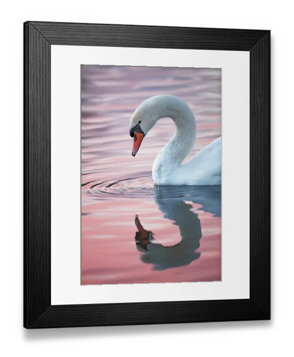 Framed Print : Mute swan (Cygnus olor) on water in late afternoon light, Slimbridge, Gloucestershire, England, UK. January Framed Print : Mute swan (Cygnus olor) on water in late afternoon light, Slimbridge, Gloucestershire, England, UK. January