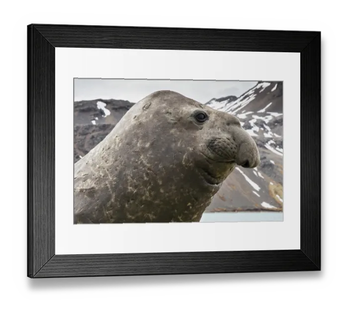 Framed Print : Southern elephant seal (Mirounga leonina) head portrait, Grytviken, South Georgia Framed Print : Southern elephant seal (Mirounga leonina) head portrait, Grytviken, South Georgia