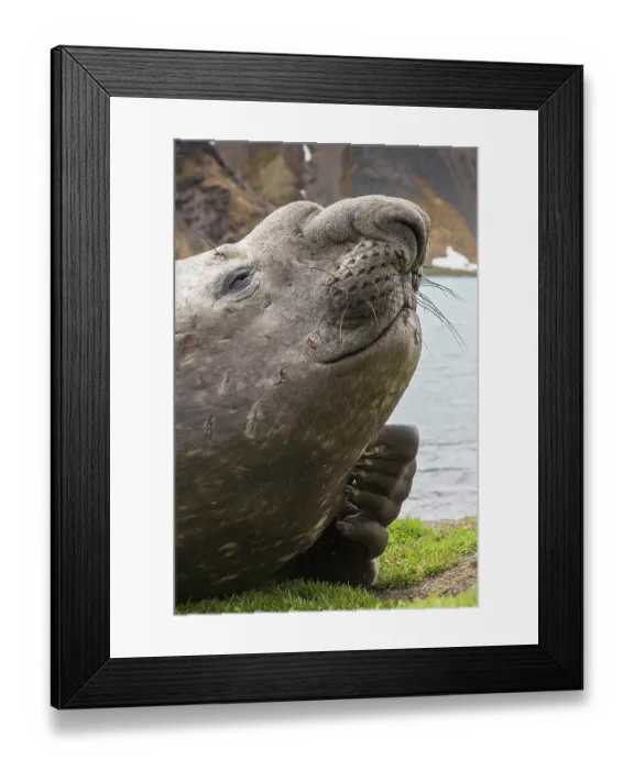Framed Print : Southern elephant seal (Mirounga leonina) scratching, head portrait, Grytviken, South Georgia Framed Print : Southern elephant seal (Mirounga leonina) scratching, head portrait, Grytviken, South Georgia