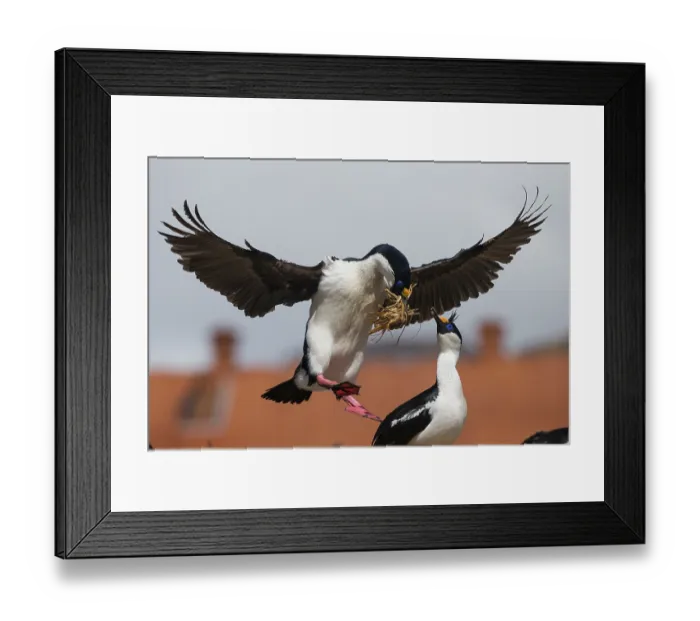 Framed Print : South Georgia shags (Phalacrocorax georgianus) pair nesting on abandoned whaling station, one landing with nesting material in beak, Stromnes, South Georgia Framed Print : South Georgia shags (Phalacrocorax georgianus) pair nesting on abandoned whaling station, one landing with nesting material in beak, Stromnes, South Georgia