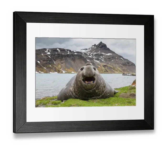 Framed Print : Southern elephant seal (Mirounga leonina) vocalising on the shore with mountains behind, Grytviken, South Georgia Framed Print : Southern elephant seal (Mirounga leonina) vocalising on the shore with mountains behind, Grytviken, South Georgia