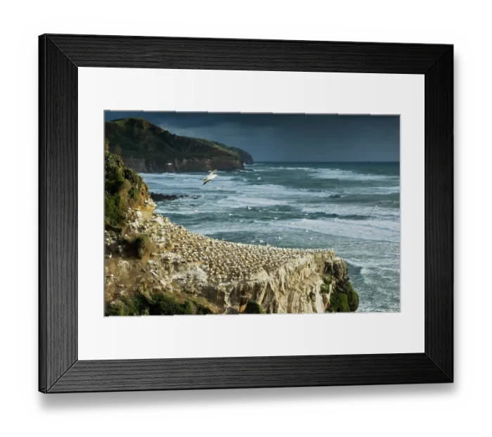 Framed Print : Australasian gannet / Takapu (Morus serrator) in flight, over the colony on rocks below, Auckland, North Island, New Zealand Framed Print : Australasian gannet / Takapu (Morus serrator) in flight, over the colony on rocks below, Auckland, North Island, New Zealand