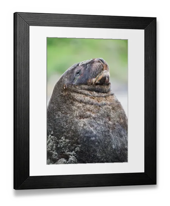 Framed Print : New Zealand sea lion (Phocarctos hookeri) portrait, South Island, New Zealand. Endangered Framed Print : New Zealand sea lion (Phocarctos hookeri) portrait, South Island, New Zealand. Endangered