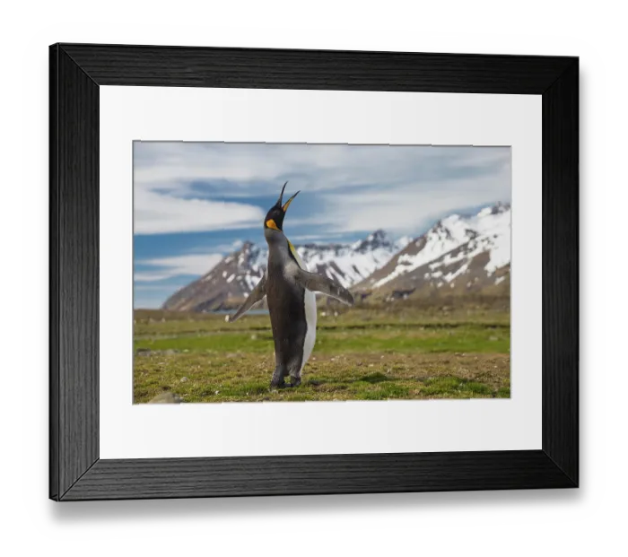 Framed Print : King penguin (Aptenodytes patagonicus) vocalising with mountains behind, Fortuna Bay, South Georgia