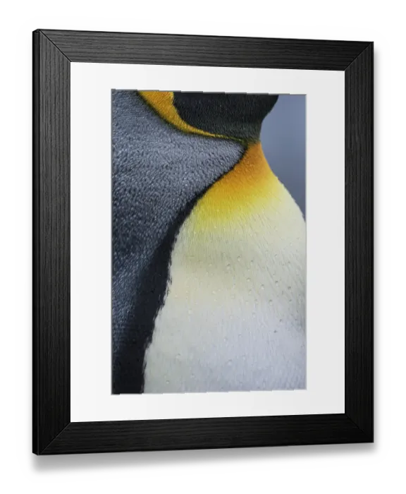 Framed Print : King penguin (Aptenodytes patagonicus) close-up portrait of body, Salisbury Plain, South Georgia Framed Print : King penguin (Aptenodytes patagonicus) close-up portrait of body, Salisbury Plain, South Georgia