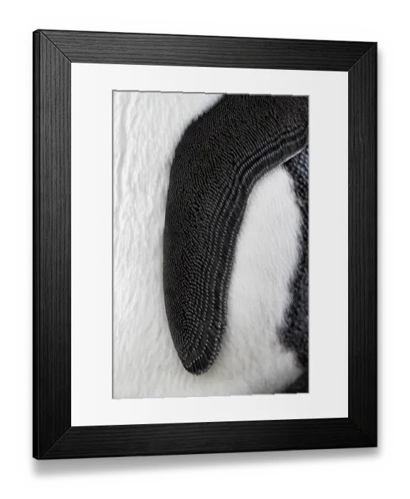 Framed Print : King penguin (Aptenodytes patagonicus) flipper detail, Fortuna Bay, South Georgia Framed Print : King penguin (Aptenodytes patagonicus) flipper detail, Fortuna Bay, South Georgia