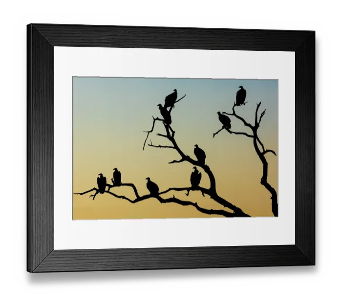 Framed Print : White-backed vultures (Gyps africanus) flock perched in tree, silhouetted at dawn, Mashatu game reserve, Botswana