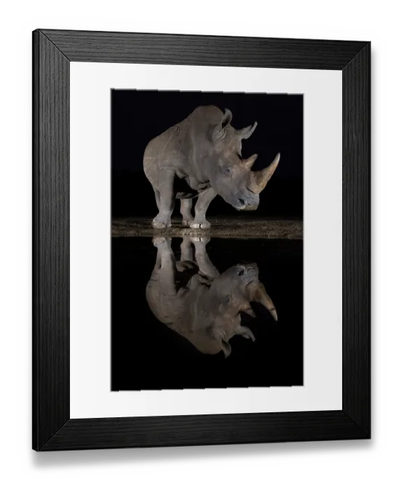 Framed Print : RF - White rhinoceros (Ceratotherium simum) standing at water's edge at night, Zimanga private game reserve, KwaZulu-Natal, South Africa Framed Print : RF - White rhinoceros (Ceratotherium simum) standing at water's edge at night, Zimanga private game reserve, KwaZulu-Natal, South Africa