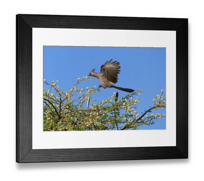 Framed Print : Grey go-away bird (Corythaixoides concolor) landing in tree top, Chobe National Park, Botswana Framed Print : Grey go-away bird (Corythaixoides concolor) landing in tree top, Chobe National Park, Botswana