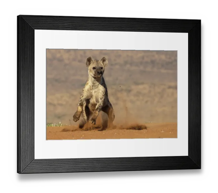 Framed Print : RF - Spotted hyena (Crocuta crocuta) running, kicking up dust, Zimanga game reserve, South Africa. (This image may be licensed either as rights managed or royalty free.) Framed Print : RF - Spotted hyena (Crocuta crocuta) running, kicking up dust, Zimanga game reserve, South Africa. (This image may be licensed either as rights managed or royalty free.)