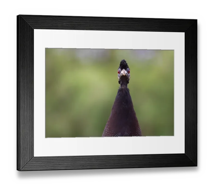 Framed Print : Crested guineafowl (Guttera edouardi) head portrait, Zimanga game reserve, South Africa Framed Print : Crested guineafowl (Guttera edouardi) head portrait, Zimanga game reserve, South Africa