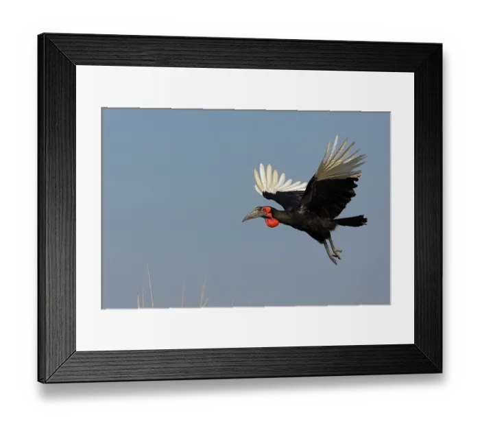 Framed Print : Ground hornbill (Bucorvus leadbeateri) in flight, Chobe National Park, Botswana Framed Print : Ground hornbill (Bucorvus leadbeateri) in flight, Chobe National Park, Botswana