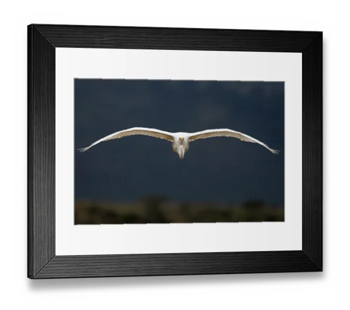 Framed Print : Great white egret (Ardea alba) in flight, Zimanga game reserve, South Africa Framed Print : Great white egret (Ardea alba) in flight, Zimanga game reserve, South Africa