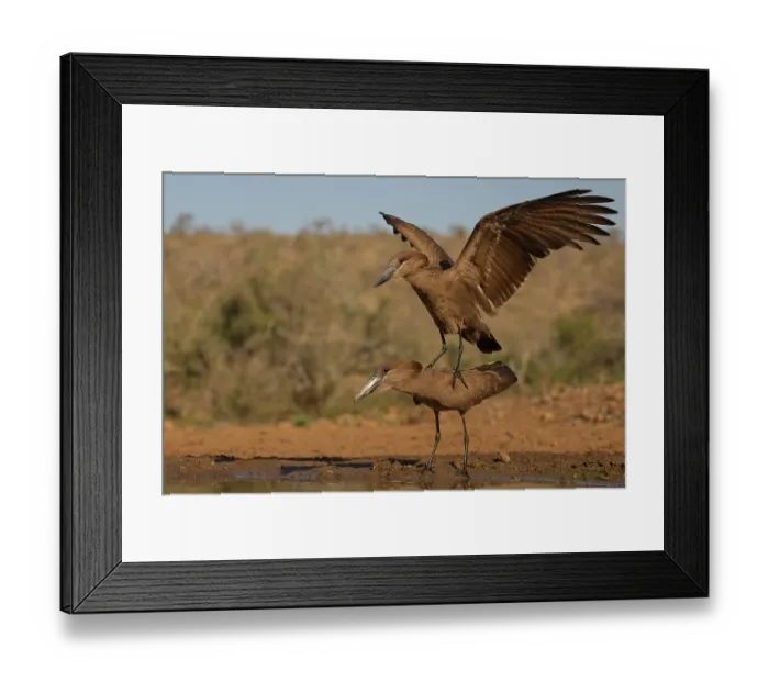 Framed Print : Hamerkops (Scopus umbretta) pair, courtship, display, Zimanga game reserve, South Africa Framed Print : Hamerkops (Scopus umbretta) pair, courtship, display, Zimanga game reserve, South Africa