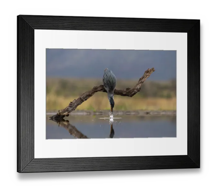 Framed Print : Striated heron (Butorides striata) perched on branch over water fishing, Zimanga game reserve, KwaZulu-Natal, South Africa Framed Print : Striated heron (Butorides striata) perched on branch over water fishing, Zimanga game reserve, KwaZulu-Natal, South Africa