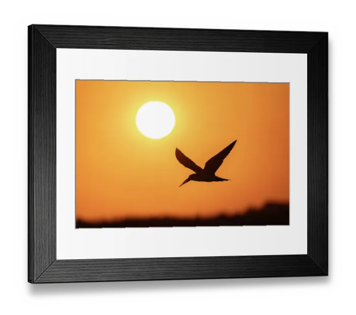Framed Print : African skimmer (Rynchops flavirostris) in flight, silhouetted at sunset, Chobe National Park, Botswana Framed Print : African skimmer (Rynchops flavirostris) in flight, silhouetted at sunset, Chobe National Park, Botswana