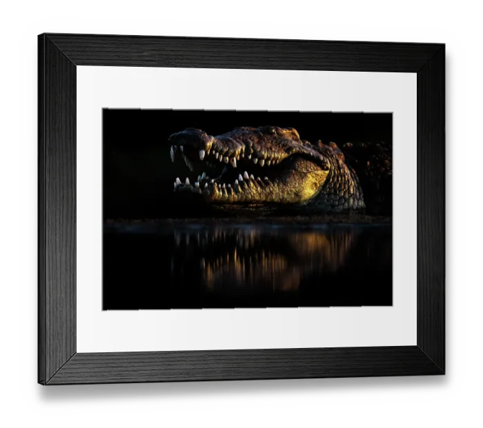 Framed Print : Nile crocodile (Crocodylus niloticus) lurking at water's edge at night, Zimanga game reserve South Africa Framed Print : Nile crocodile (Crocodylus niloticus) lurking at water's edge at night, Zimanga game reserve South Africa