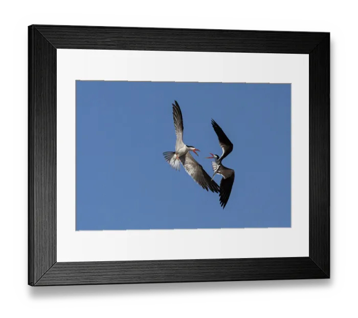 Framed Print : African skimmers (Rynchops flavirostris) pair, in flight displaying, Chobe National Park, Botswana Framed Print : African skimmers (Rynchops flavirostris) pair, in flight displaying, Chobe National Park, Botswana