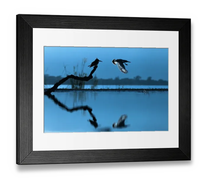 Framed Print : Pied kingfisher (Ceryle rudis) perched on branch over lake at dawn, with another taking flight, Zimanga game reserve, South Africa Framed Print : Pied kingfisher (Ceryle rudis) perched on branch over lake at dawn, with another taking flight, Zimanga game reserve, South Africa