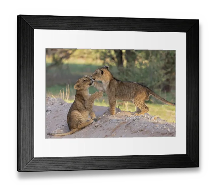 Framed Print : RF - Two Lion (Panthera leo) cubs playing, Kgalagadi Transfrontier Park, Northern Cape, South Africa. (This image may be licensed either as rights managed or royalty free.) Framed Print : RF - Two Lion (Panthera leo) cubs playing, Kgalagadi Transfrontier Park, Northern Cape, South Africa. (This image may be licensed either as rights managed or royalty free.)