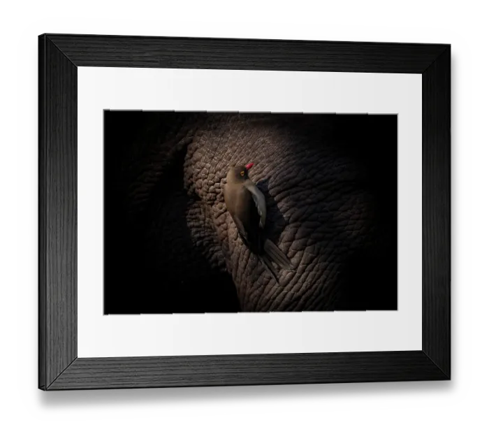 Framed Print : Red-billed oxpecker (Buphagus erythrorynchus) perched on White rhinoceros (Ceratotherium simum), Zimanga game reserve, South Africa Framed Print : Red-billed oxpecker (Buphagus erythrorynchus) perched on White rhinoceros (Ceratotherium simum), Zimanga game reserve, South Africa