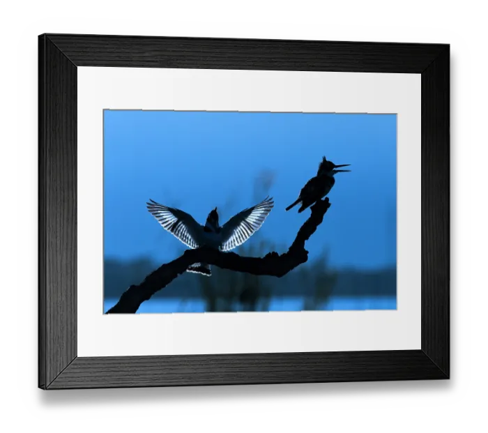 Framed Print : Two Pied kingfishers (Ceryle rudis) perched on branch, backlit at dawn, Zimanga game reserve, South Africa Framed Print : Two Pied kingfishers (Ceryle rudis) perched on branch, backlit at dawn, Zimanga game reserve, South Africa