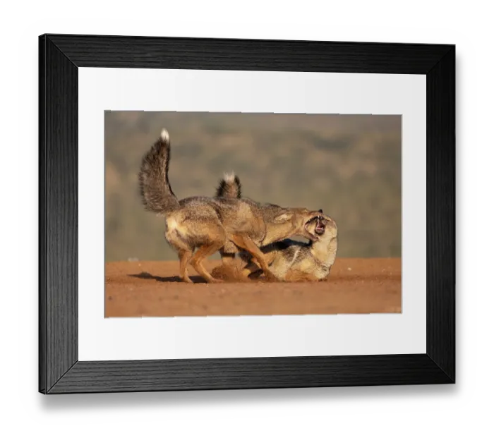 Framed Print : RF - Two Side-striped jackals (Canis adustus) displaying aggression-submission behaviour, Zimanga private game reserve, KwaZulu-Natal, South Africa Framed Print : RF - Two Side-striped jackals (Canis adustus) displaying aggression-submission behaviour, Zimanga private game reserve, KwaZulu-Natal, South Africa