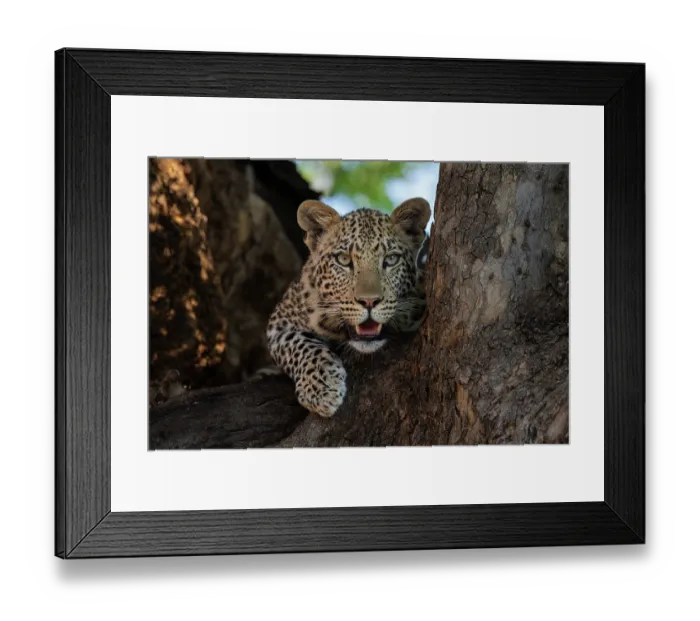 Framed Print : RF - Leopard (Panthera pardus) resting in tree, Mashatu game reserve, Botswana. (This image may be licensed either as rights managed or royalty free.) Framed Print : RF - Leopard (Panthera pardus) resting in tree, Mashatu game reserve, Botswana. (This image may be licensed either as rights managed or royalty free.)