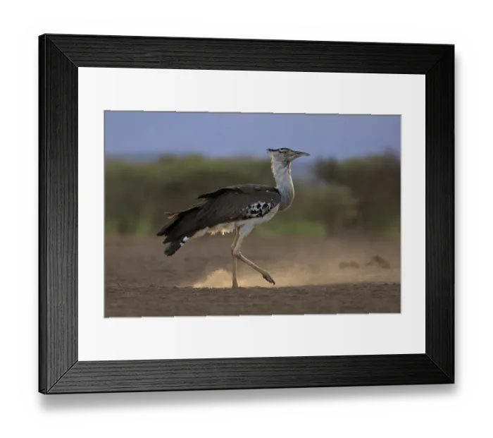 Framed Print : Kori bustard (Ardeotis kori) walking over dusty ground, Shompole, Kenya Framed Print : Kori bustard (Ardeotis kori) walking over dusty ground, Shompole, Kenya