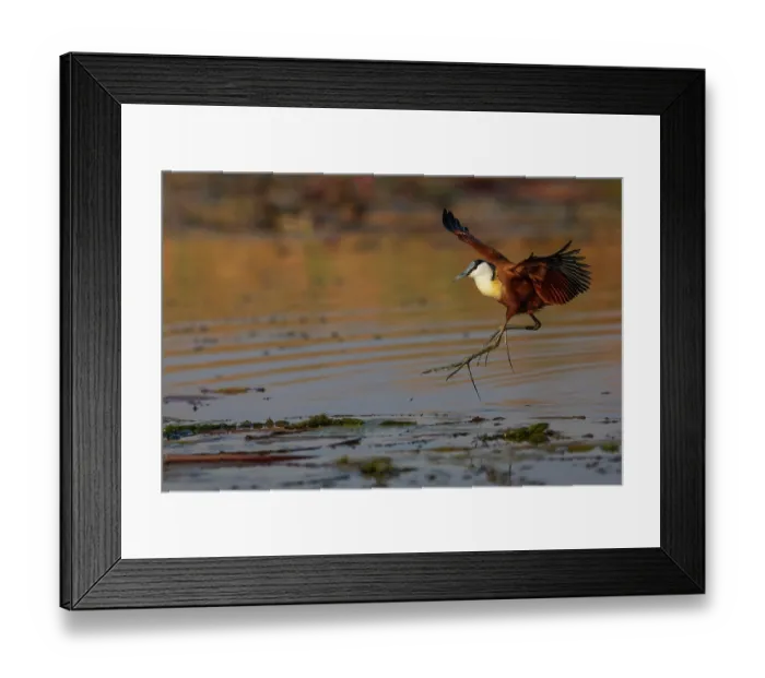 Framed Print : RF - African jacana (Actophilornis africanus) landing in water, Chobe River, Chobe National Park, Botswana. (This image may be licensed either as rights managed or royalty free.) Framed Print : RF - African jacana (Actophilornis africanus) landing in water, Chobe River, Chobe National Park, Botswana. (This image may be licensed either as rights managed or royalty free.)