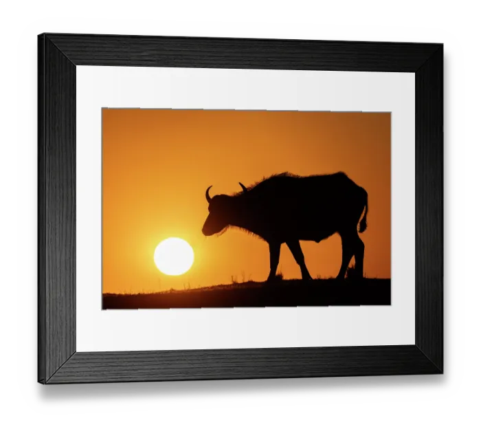 Framed Print : RF - Cape buffalo (Syncerus caffer) silhouetted at sunrise, Chobe National Park, Botswana. (This image may be licensed either as rights managed or royalty free.) Framed Print : RF - Cape buffalo (Syncerus caffer) silhouetted at sunrise, Chobe National Park, Botswana. (This image may be licensed either as rights managed or royalty free.)