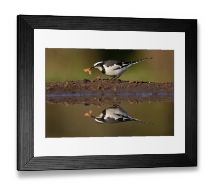 Framed Print : African pied wagtail (Motacilla aguimp) perched at water's edge with insect prey in beak, Zimanga game reserve, KwaZulu-Natal, South Africa Framed Print : African pied wagtail (Motacilla aguimp) perched at water's edge with insect prey in beak, Zimanga game reserve, KwaZulu-Natal, South Africa