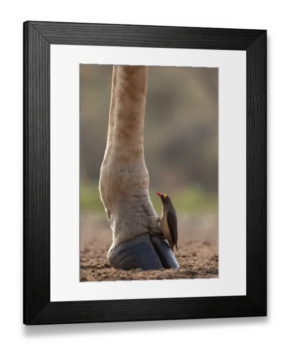Framed Print : Red-billed oxpecker (Buphagus erythrorynchus) perched on Giraffe (Giraffa camelopardalis) hoof, Zimanga game reserve, South Africa Framed Print : Red-billed oxpecker (Buphagus erythrorynchus) perched on Giraffe (Giraffa camelopardalis) hoof, Zimanga game reserve, South Africa