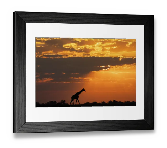 Framed Print : RF - Giraffe (Giraffa camelopardalis) silhouetted at sunset, Chobe National Park, Botswana. (This image may be licensed either as rights managed or royalty free.) Framed Print : RF - Giraffe (Giraffa camelopardalis) silhouetted at sunset, Chobe National Park, Botswana. (This image may be licensed either as rights managed or royalty free.)