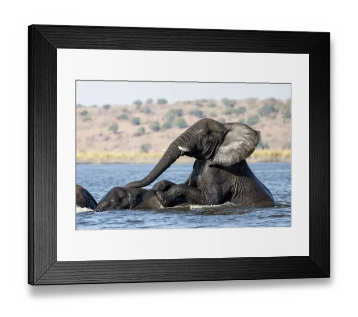 Framed Print : RF - Elephants (Loxodonta africana) playing in river, Chobe River, Chobe National Park, Botswana. Endangered Framed Print : RF - Elephants (Loxodonta africana) playing in river, Chobe River, Chobe National Park, Botswana. Endangered