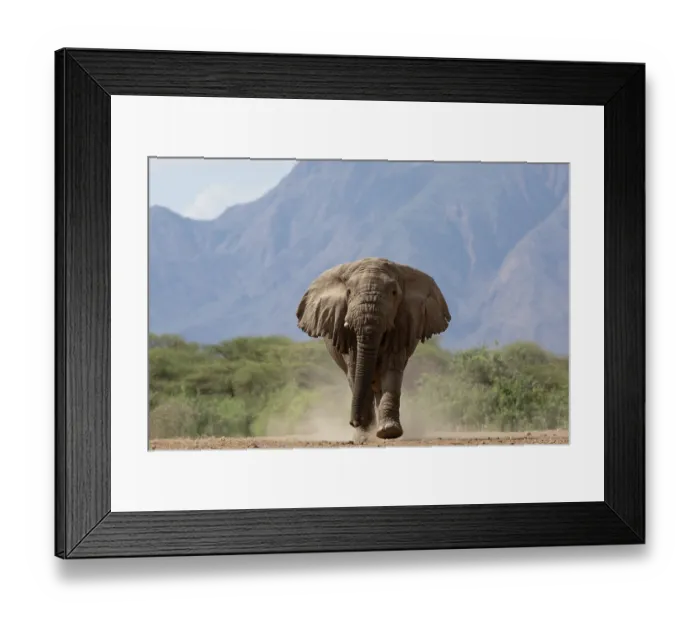Framed Print : RF - Elephant (Loxodonta africana) walking over dusty ground with mountains behind, Shompole, Kenya. Endangered Framed Print : RF - Elephant (Loxodonta africana) walking over dusty ground with mountains behind, Shompole, Kenya. Endangered