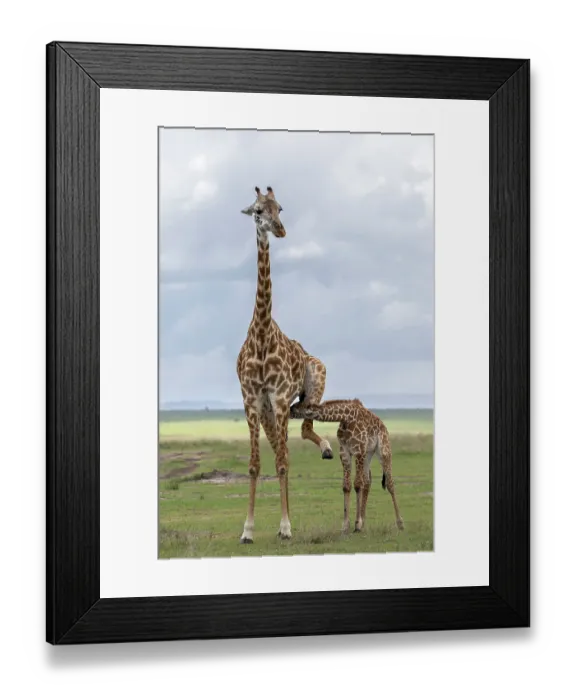 Framed Print : RF - Giraffe (Giraffa camelopardalis) female, suckling its calf, Masai Mara, Kenya. (This image may be licensed either as rights managed or royalty free.) Framed Print : RF - Giraffe (Giraffa camelopardalis) female, suckling its calf, Masai Mara, Kenya. (This image may be licensed either as rights managed or royalty free.)